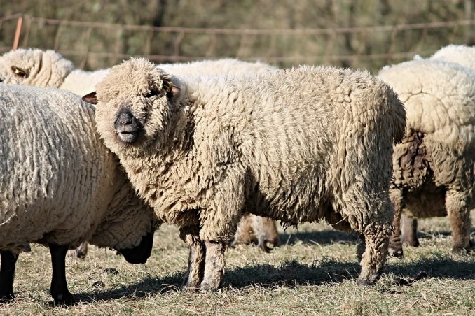 Albanija počinje izvoz ovaca i koza u Srbiju