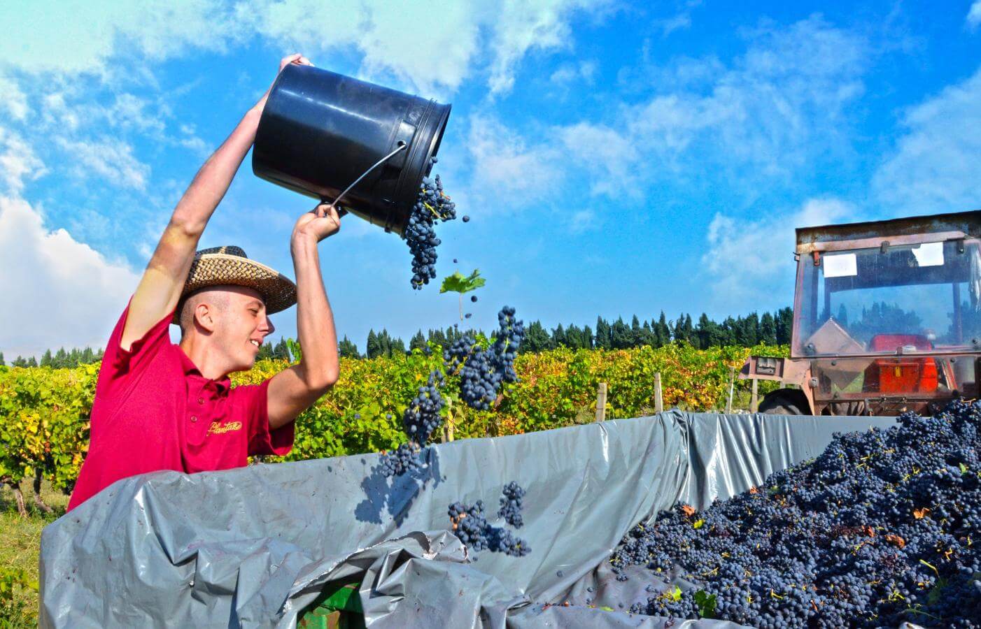 Kako izbjeći bankrot vinarske kompanije: Plantažama potrebno najmanje 5 miliona u narednih mjesec dana