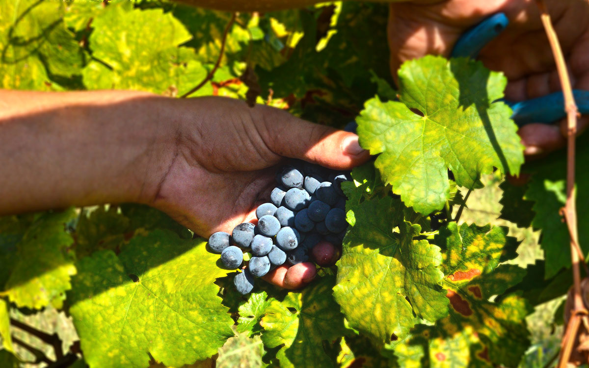 Plantaže “13. jul”: Za berbu vinskog grožđa koja počinje u subotu fali 200 radnika