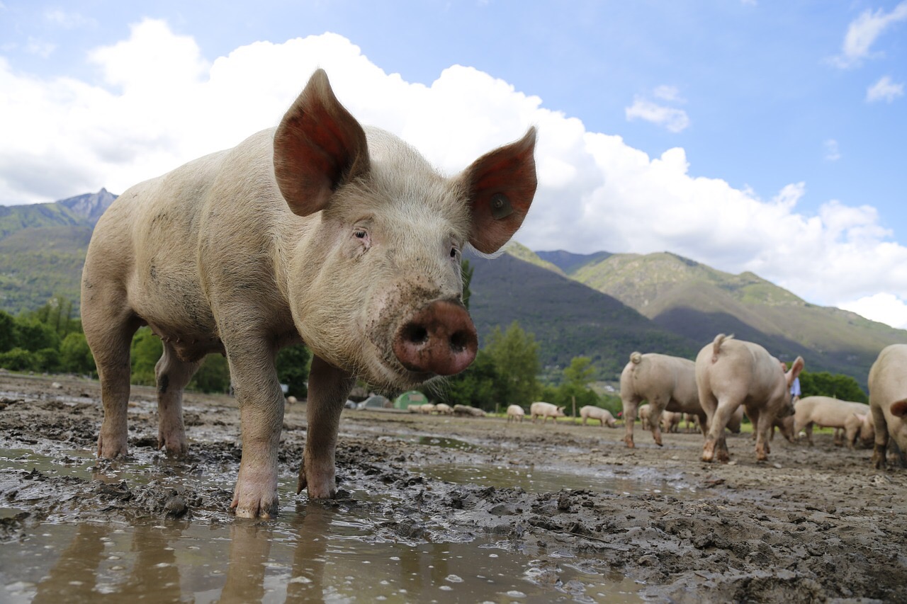 U Španiji više svinja nego ljudi