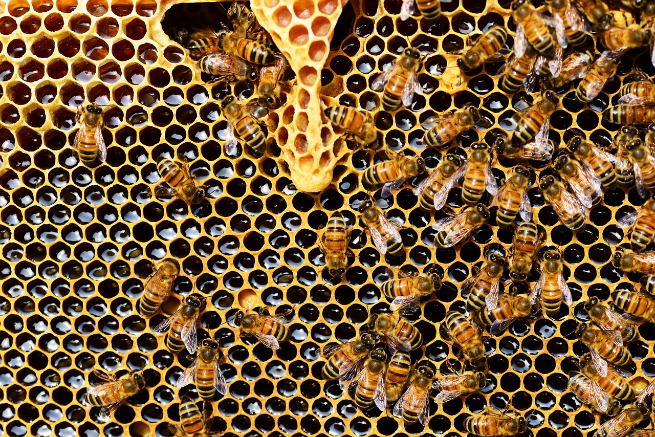 Kako pčele zarade 22 milijardi eura godišnje