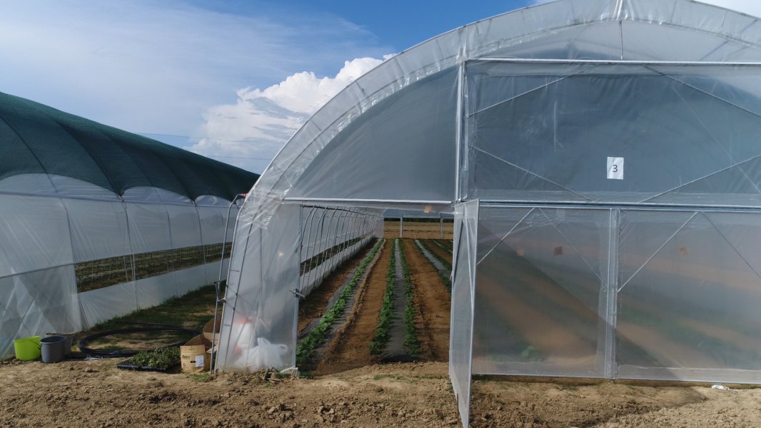VOLI počinje da se bavi poljoprivrednom proizvodnjom: Uskoro iceberg salata iz Šasa