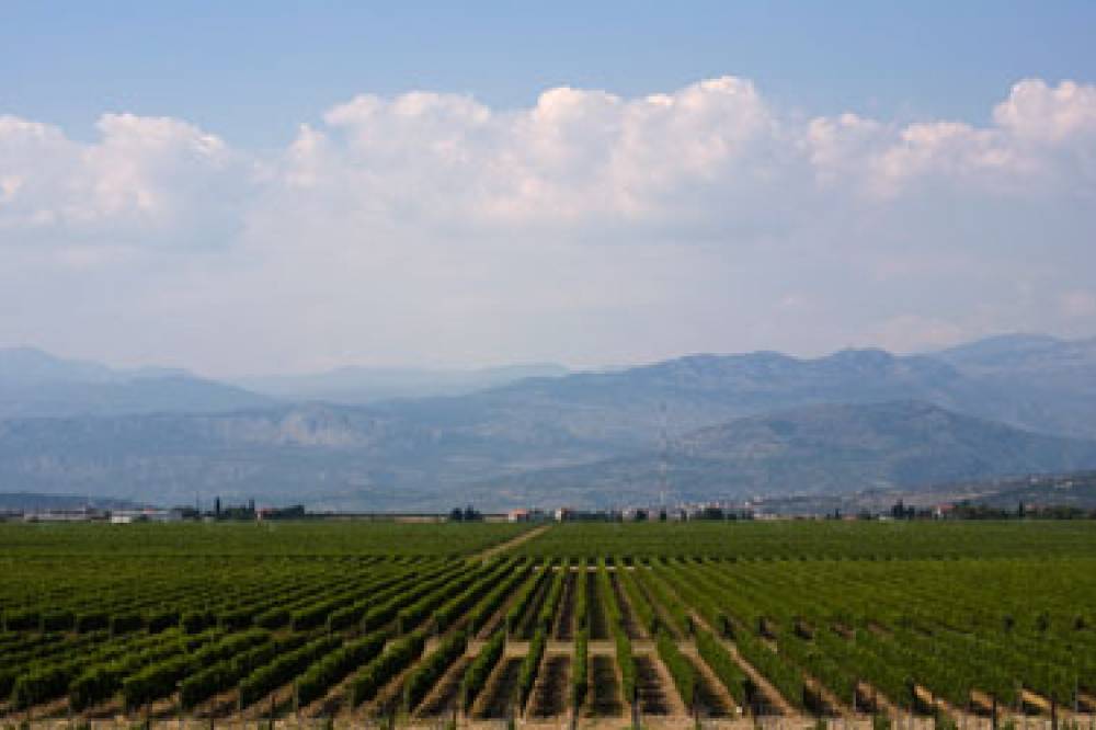 Plantaže dižu nove vinograde vrijedne 1,5 miliona eura