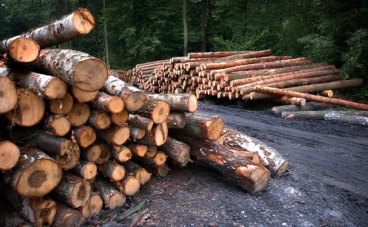 Mjera ograničenja izvoza drvnih sortimenata dala dobre rezultate