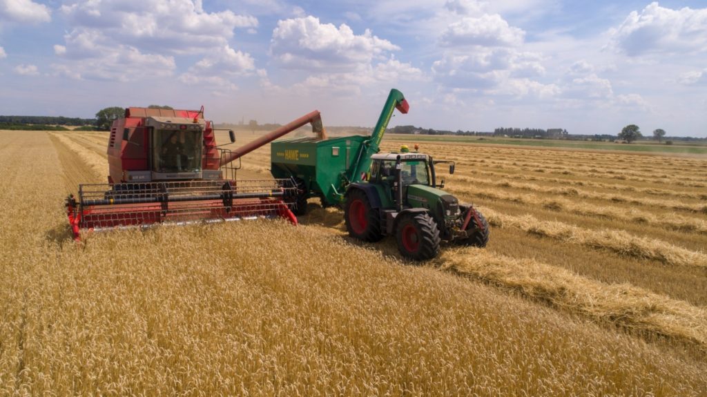 wheat, pšenica, agriculture, harvest