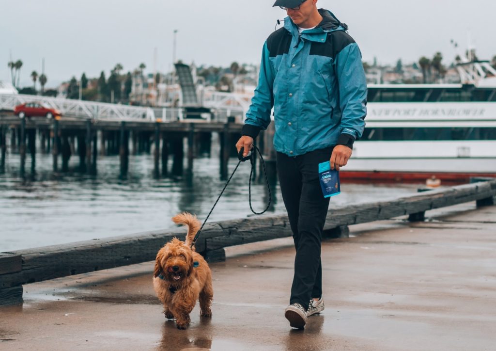 dog walking, walker, hobbie, rain