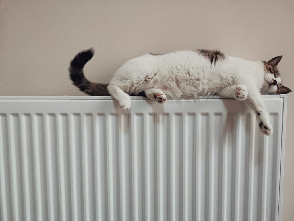 heating, home, cat