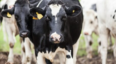 Danska uvodi porez na CO2 na stoku: Farmeri će za svaku kravu plaćati 60 eura