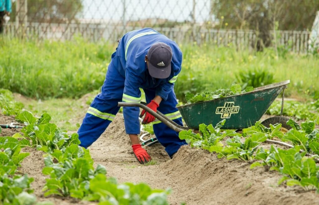 agriculture, farmer, food, poljoprivreda, garden, vegetables