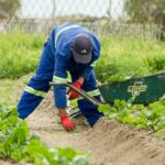 agriculture, farmer, food, poljoprivreda, garden, vegetables