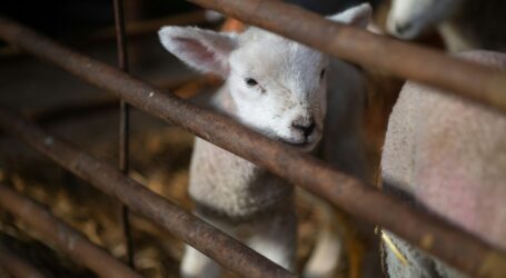 Pad vrijednosti crnogorskog izvoza u 2025: Najveći gubitnici ribarstvo i stočarstvo