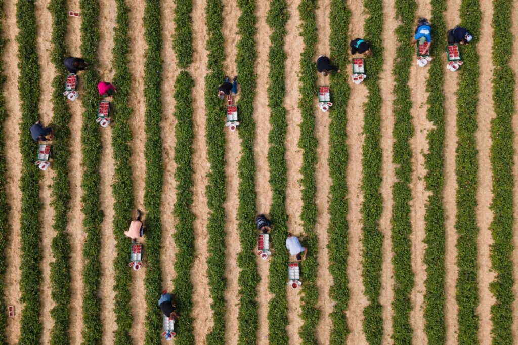 sezonski radnici, sezonci, plantaže, radnici, work, field, agriculture