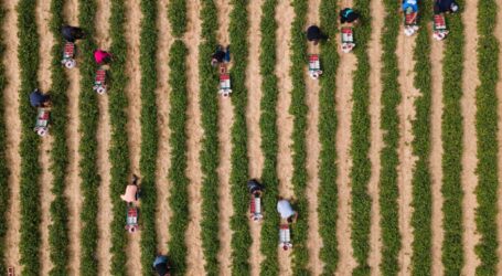Njemački sezonski radnici neće biti izuzeti od minimalca