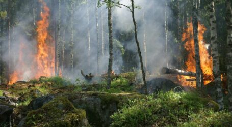 Lovćen banka donirala 5.000 eura i otvorila račun za pomoć žrtvama požara u Podgorici