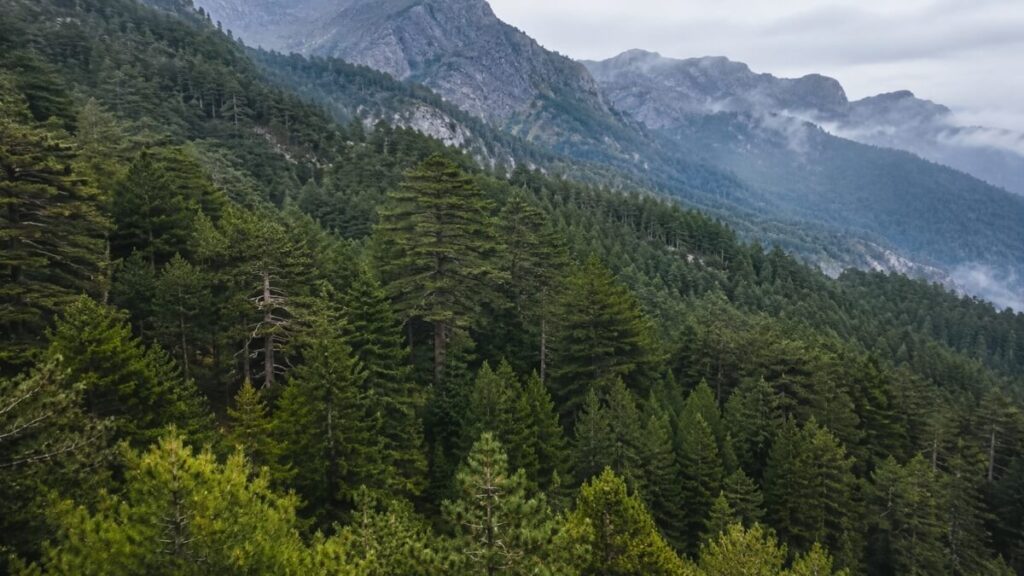 šuma, woods, četinari, pines