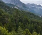 Država ponovo pokreće „Crna Gora šume“: Kapital 1,1 milion eura, upravljanje bez odbora direktora