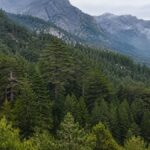 šuma, woods, četinari, pines