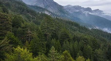 Država ponovo pokreće „Crna Gora šume“: Kapital 1,1 milion eura, upravljanje bez odbora direktora